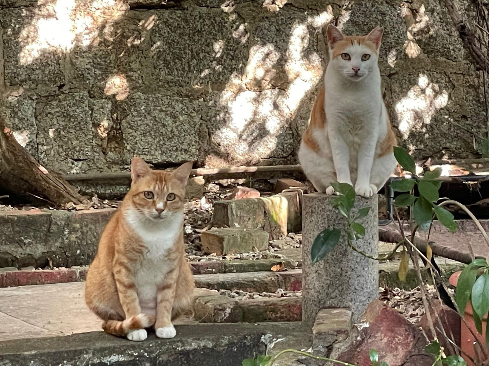 【10澳門愛護動物協會】代捐貓糧