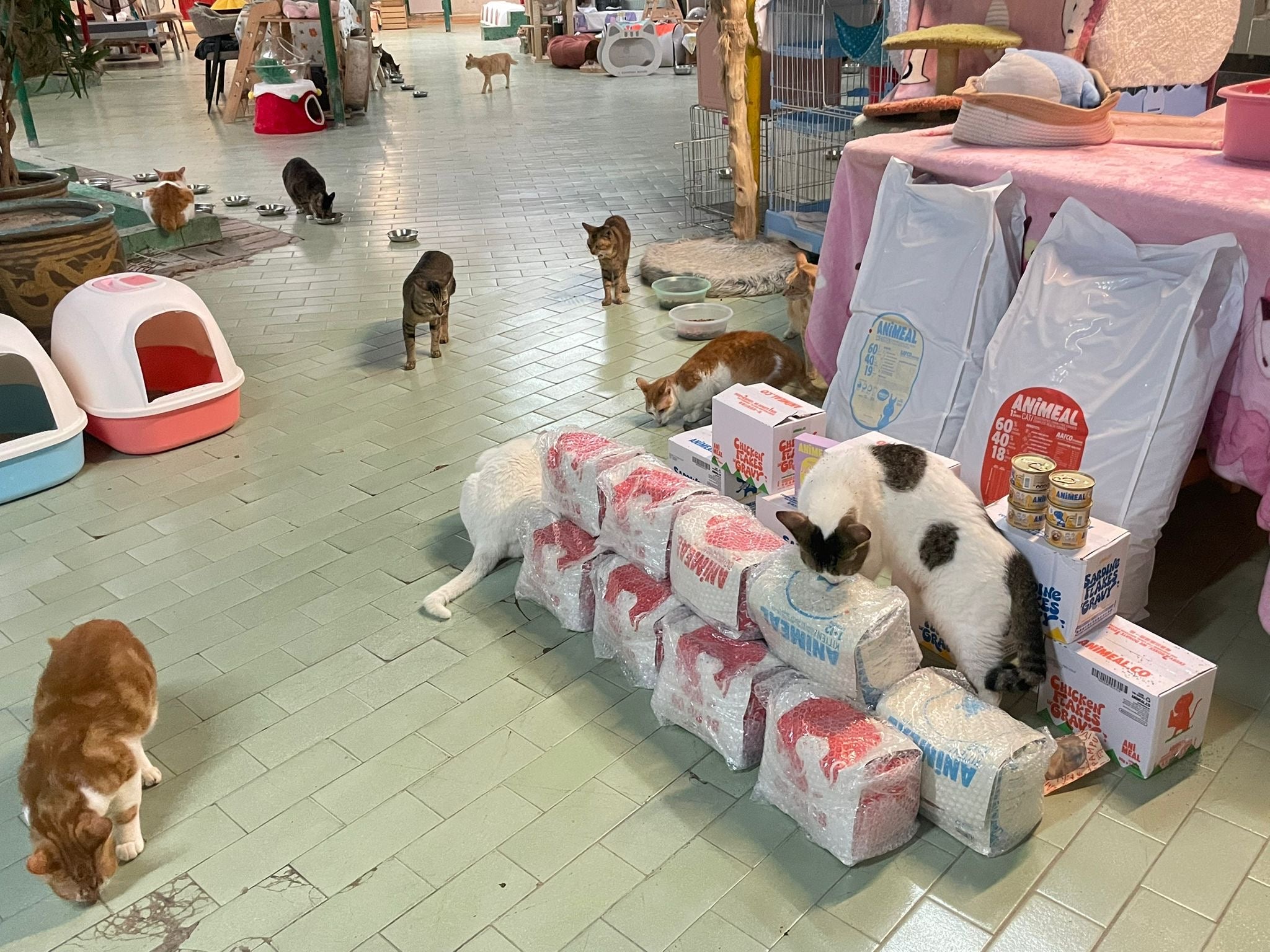 【10澳門愛護動物協會】代捐貓糧