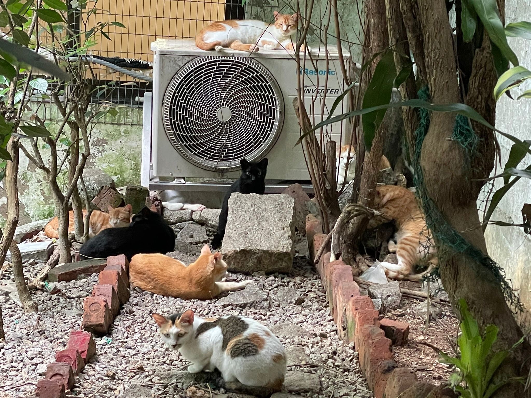 【10澳門愛護動物協會】代捐貓糧