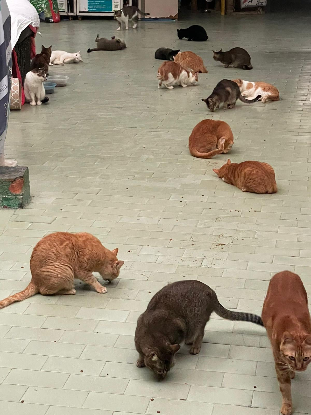 【10澳門愛護動物協會】代捐貓糧