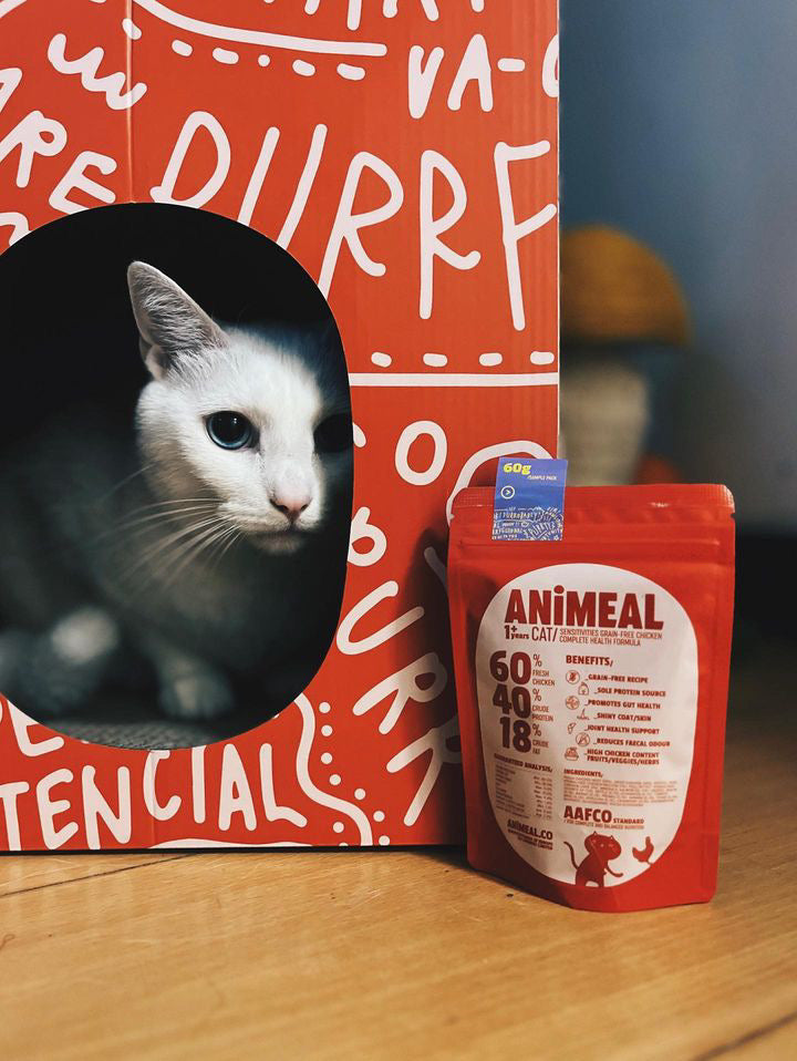 貓貓抓屋紙箱和貓糧