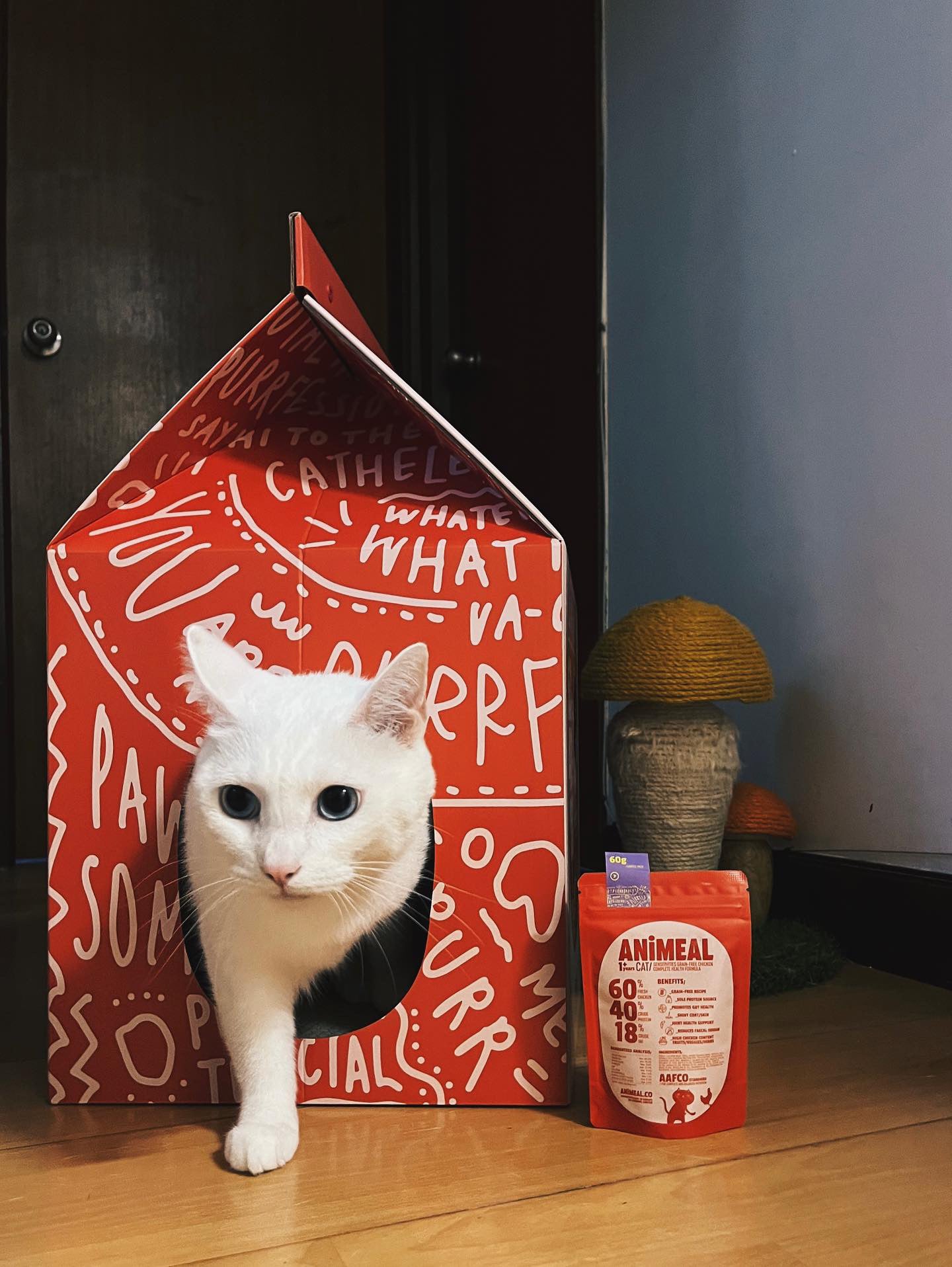 毛神神與毛啦啦“疑似豪宅”貓貓抓屋紙箱