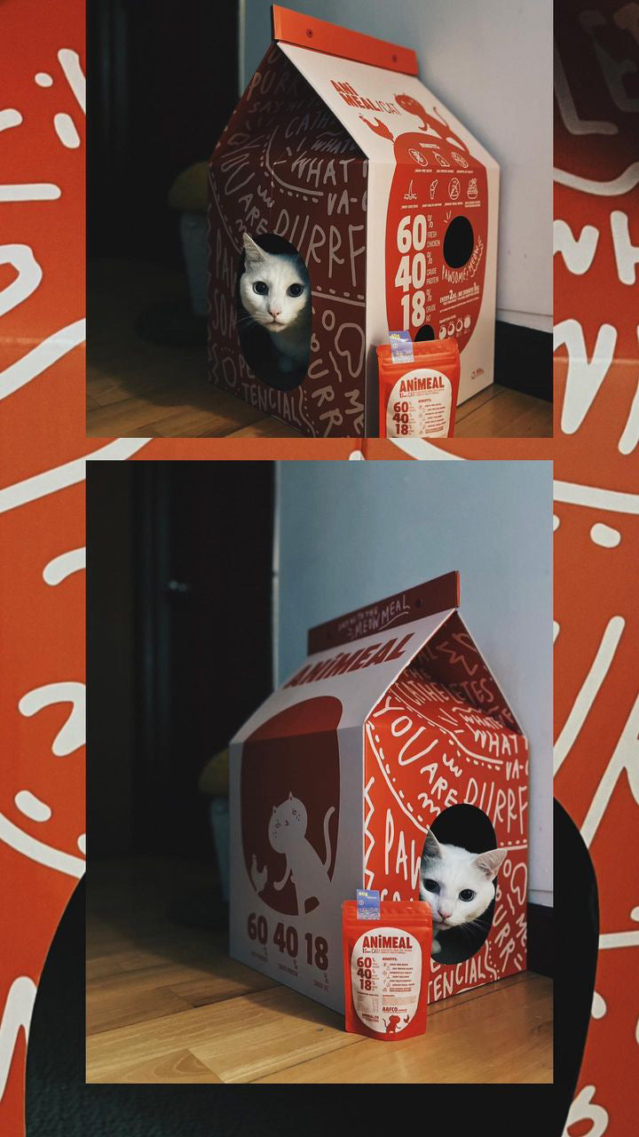 “疑似豪宅”貓抓紙皮屋