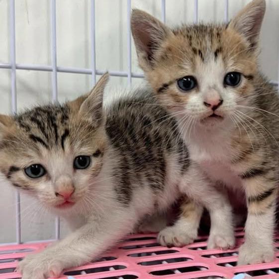 【09午夜樂園-獨立義工】代捐貓糧