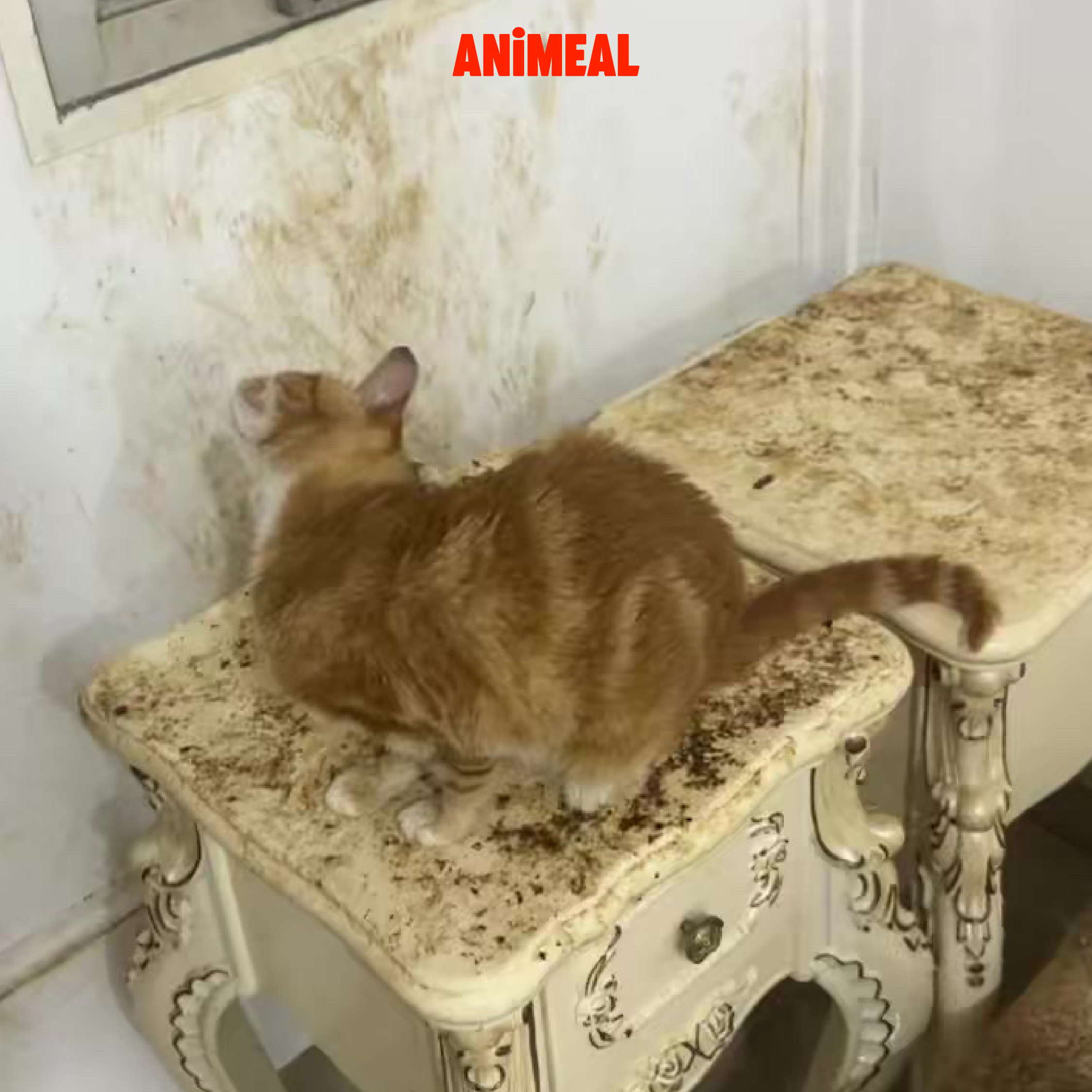 【01阿德托兒所-天水圍28隻棄貓】代捐貓糧