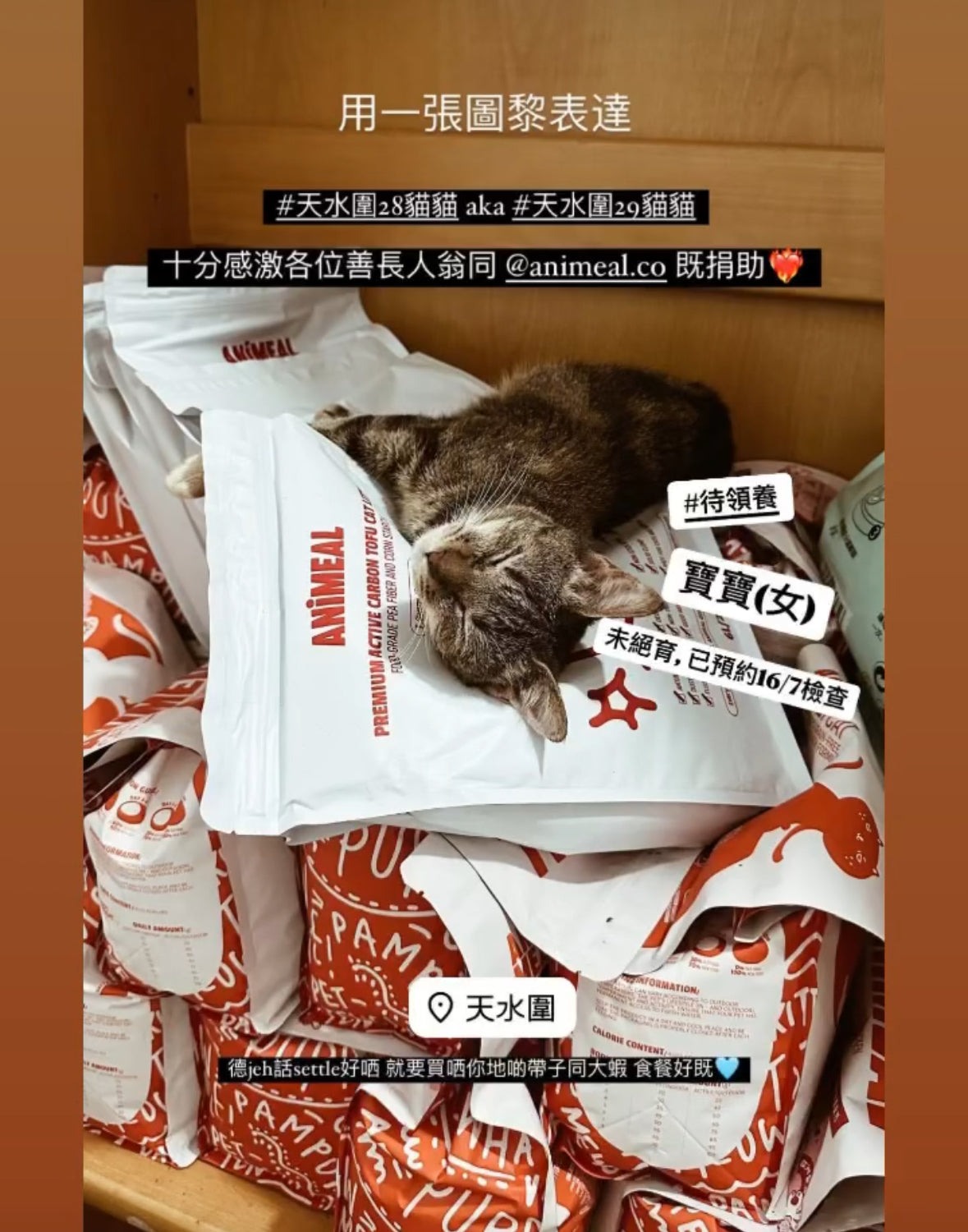 【01阿德托兒所-天水圍28隻棄貓】代捐貓糧