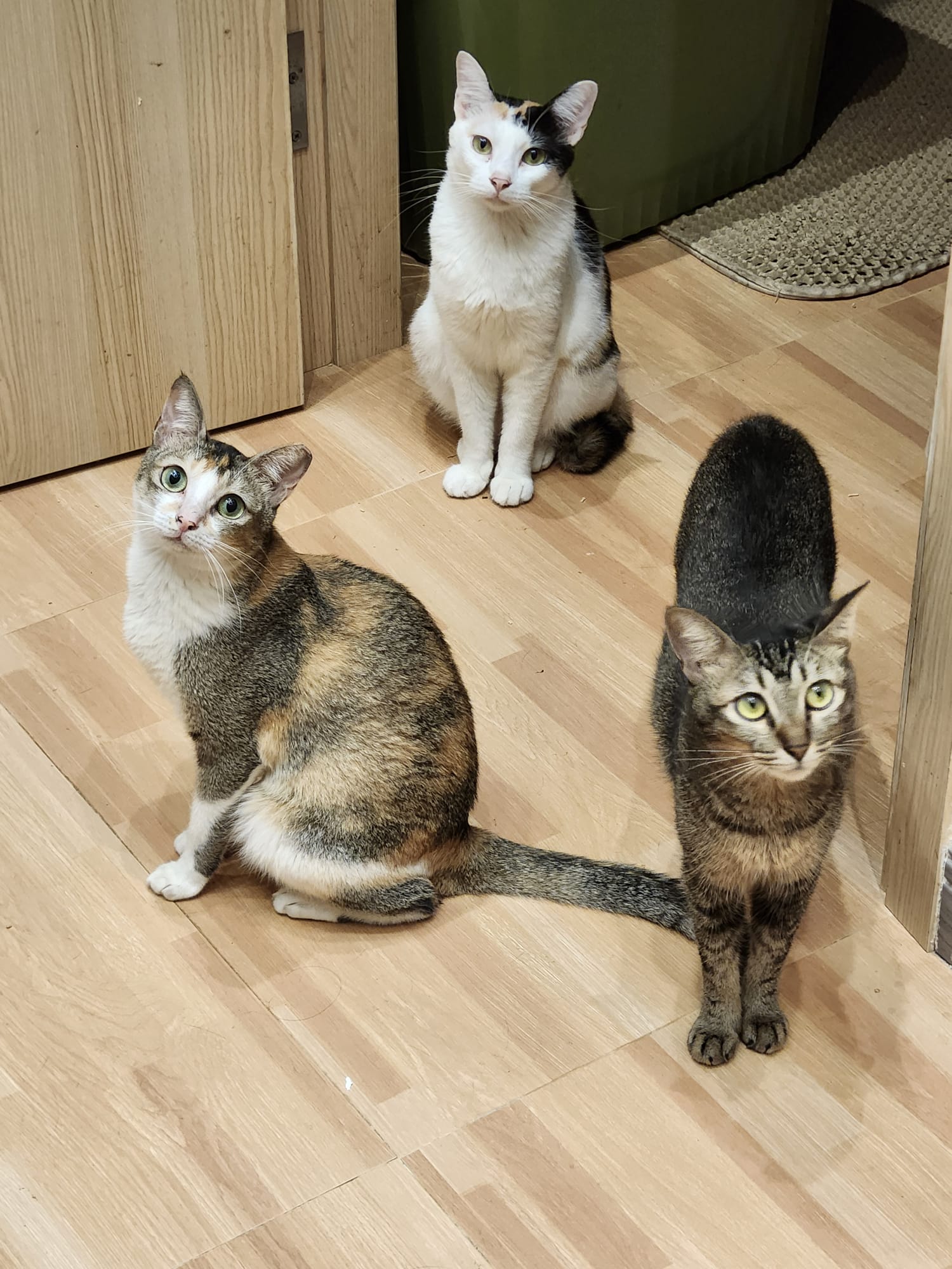 【17不是貓球】代捐貓糧