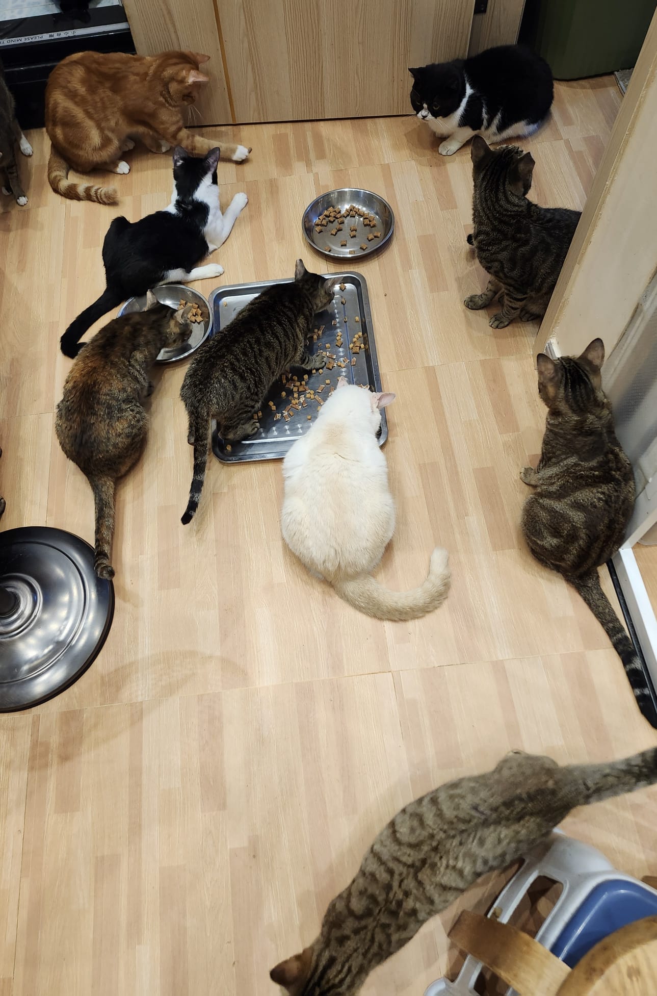 【17不是貓球】代捐貓糧