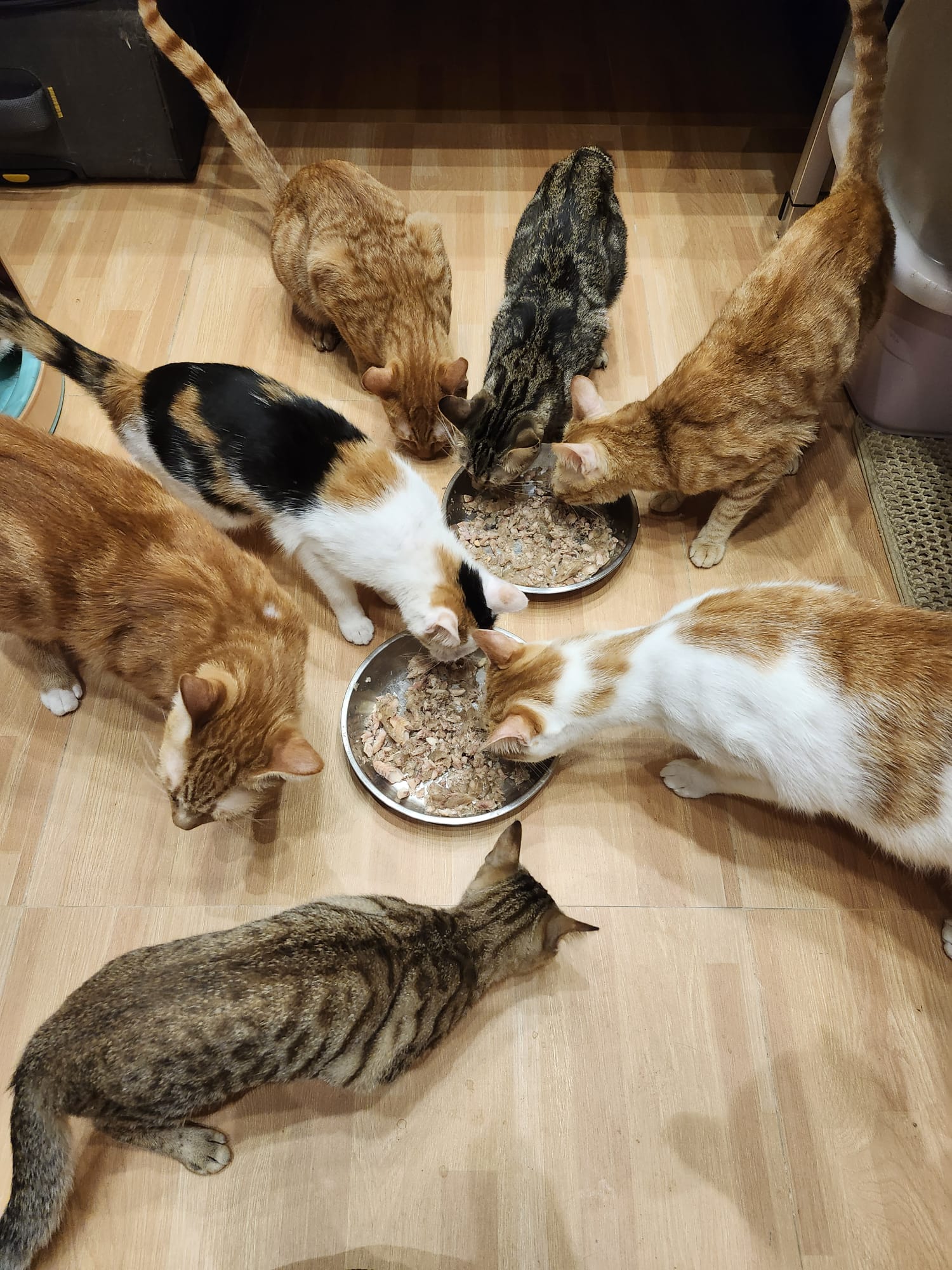 【17不是貓球】代捐貓糧