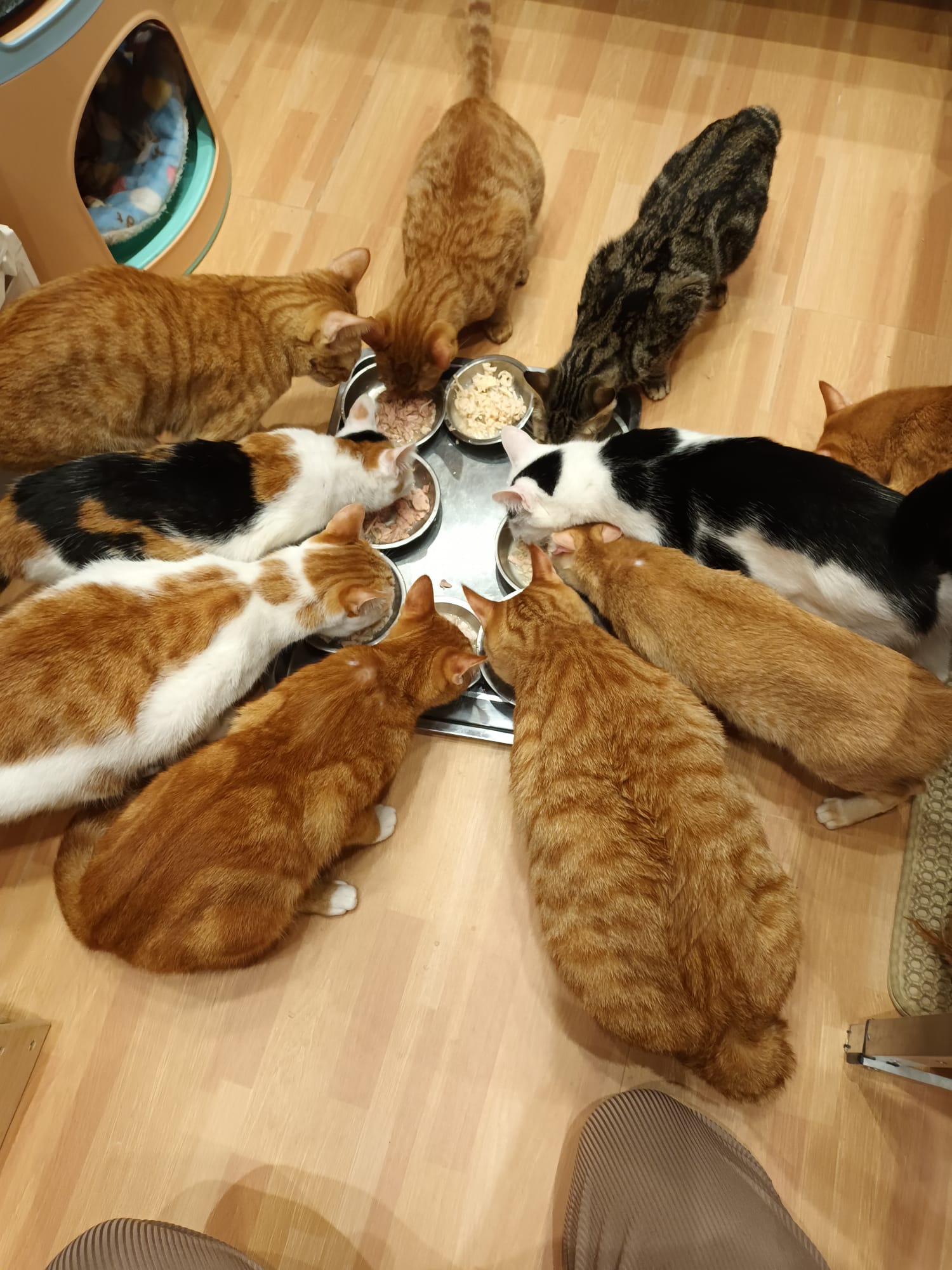 【17不是貓球】代捐貓糧