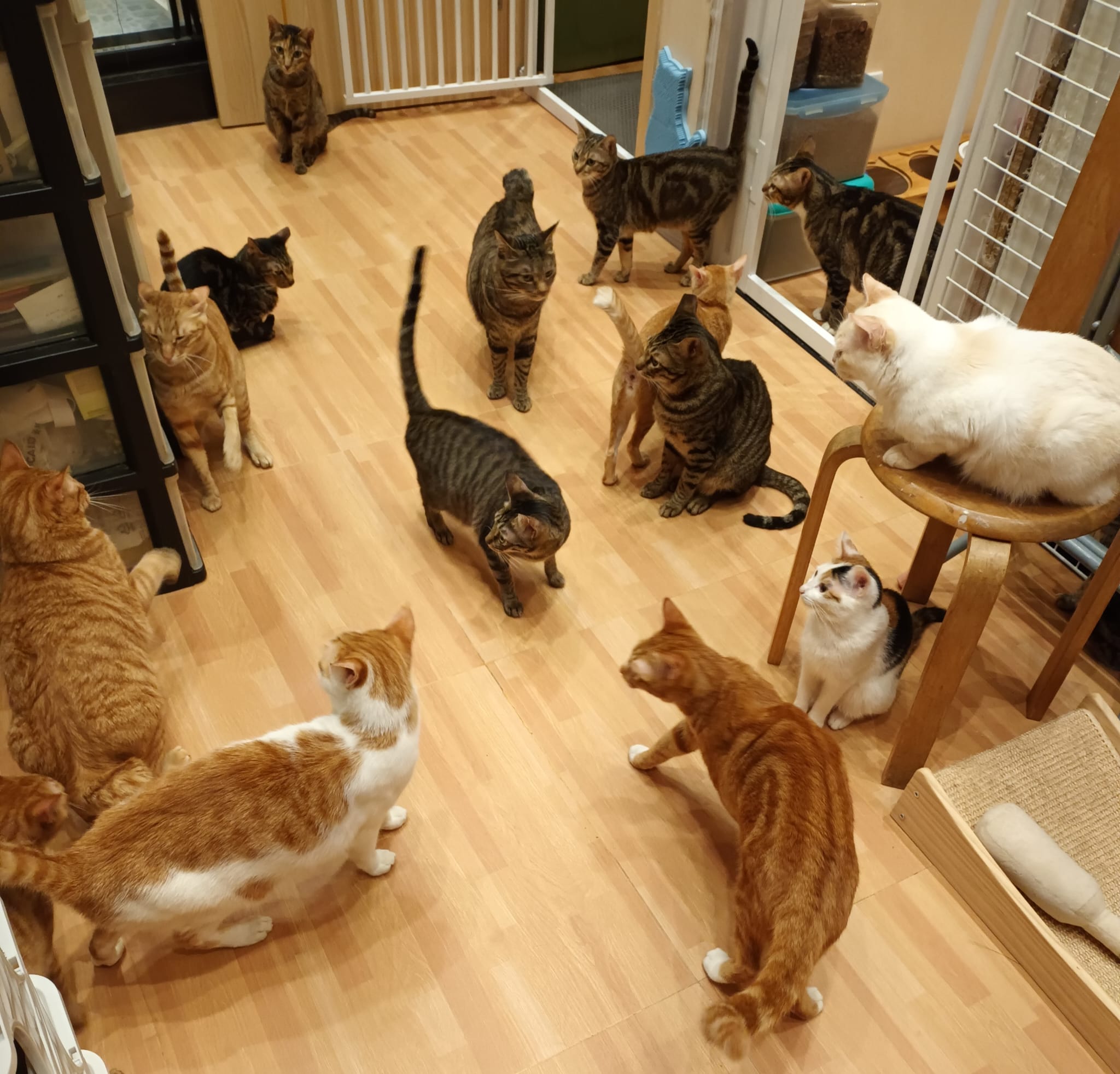 【17不是貓球】代捐貓糧