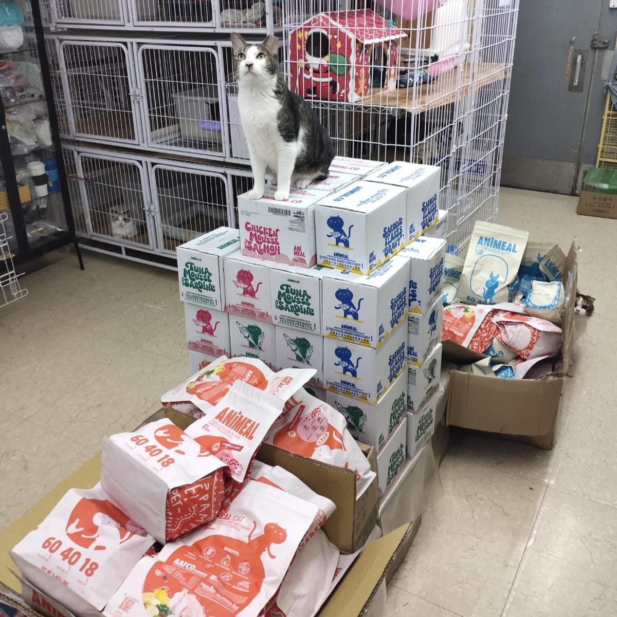 [LangQQ] Cat Food Donation Proxy Service