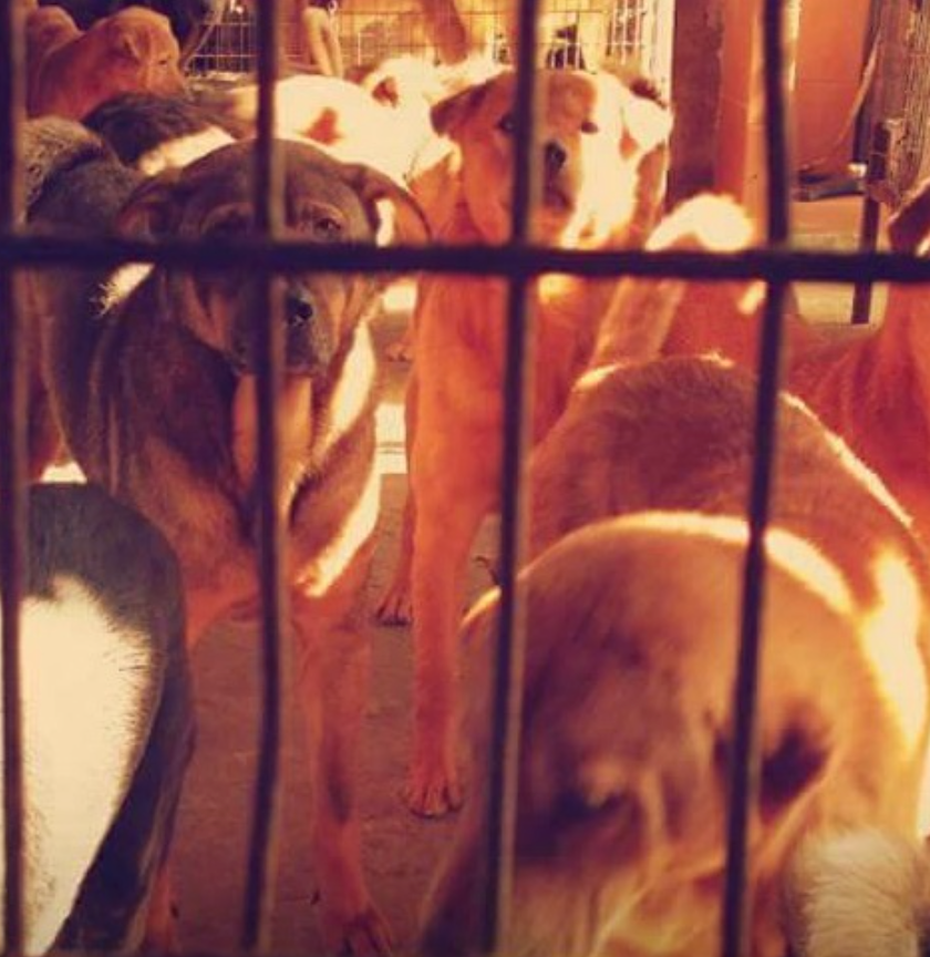 【04眾生緣】代捐貓糧｜極需乾糧