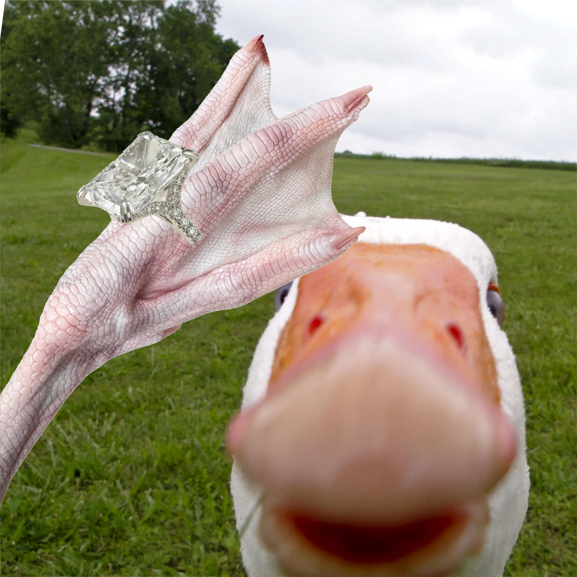 [Limited Time Offer] New Flavor of ANiMEAL Freeze-Dried Snacks